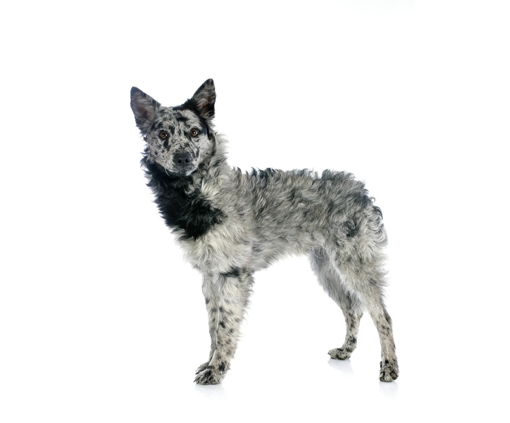 Close view of a Mudi head and pricked ears