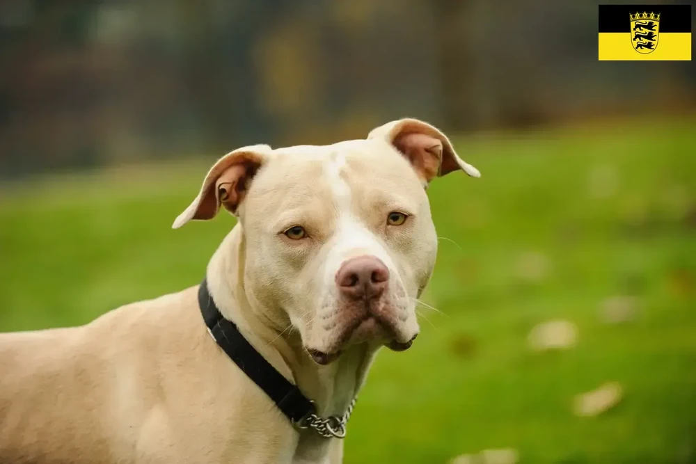 American Pit Bull Terrier standing outdoors