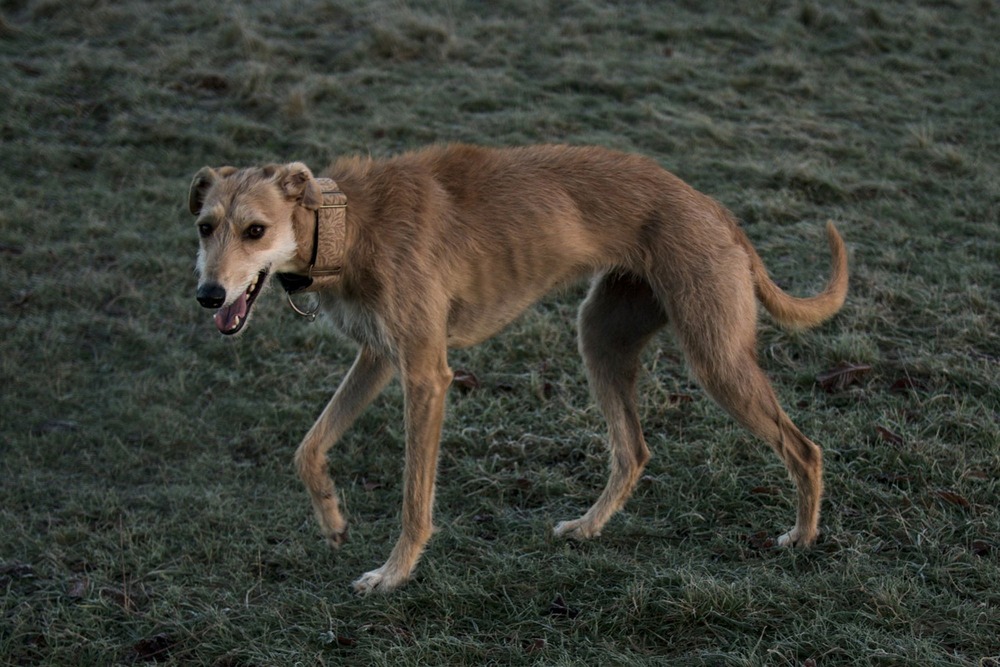 Lurcher sitting patiently outdoors