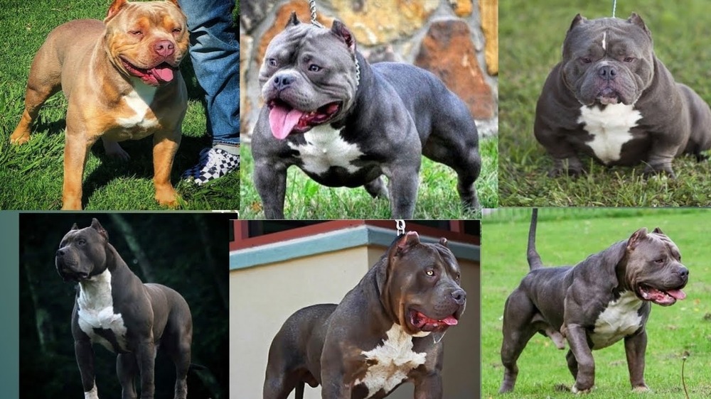 American Bully standing outdoors