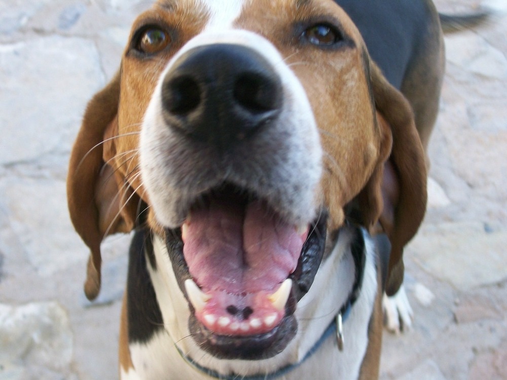 Treeing Walker Coonhound standing outdoors