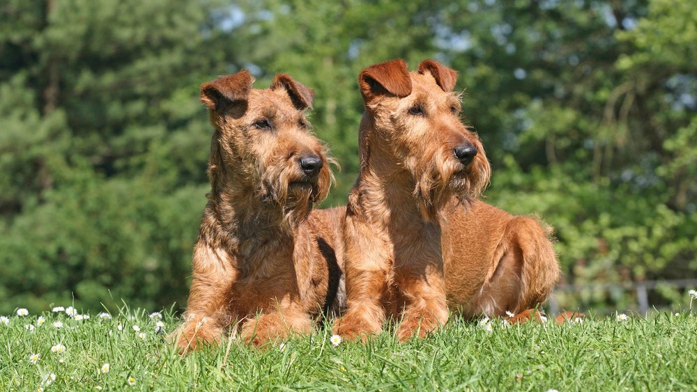 Irish Terrier close up of face and coat