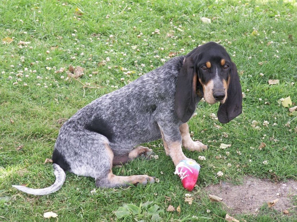 Basset Bleu de Gascogne looking alert outdoors