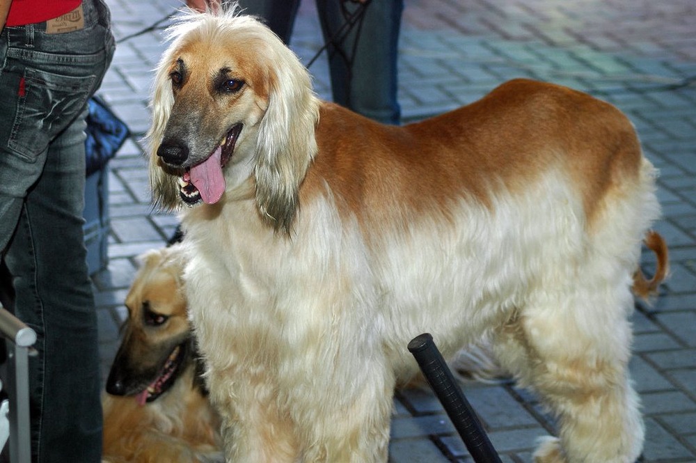 Afghan Hound standing side-on with long coat