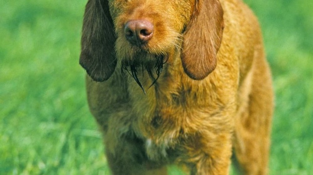 Griffon Fauve de Bretagne sitting with wiry coat visible