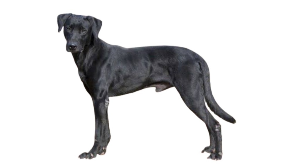 Dog in training focus position