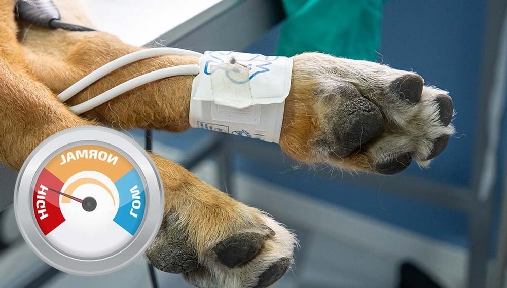 Dog resting at home with attentive owner nearby