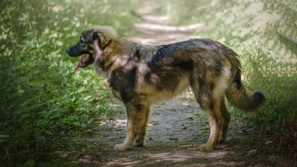 Karst Shepherd Dog standing outdoors