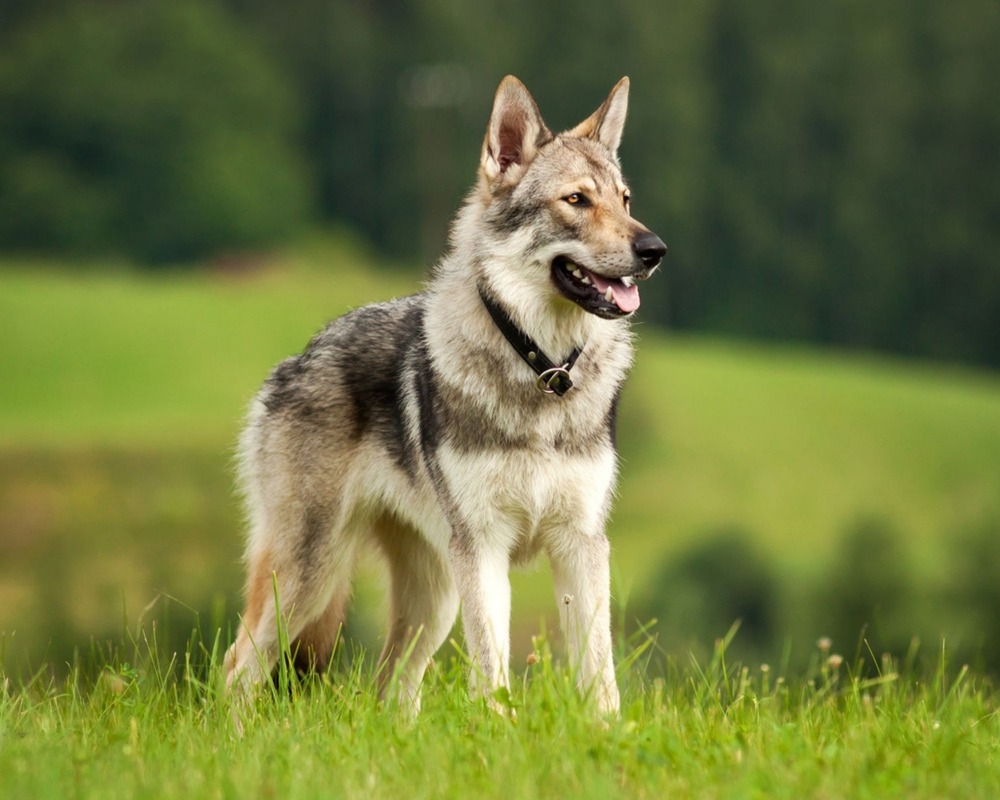 Lupo Italiano moving through a natural setting