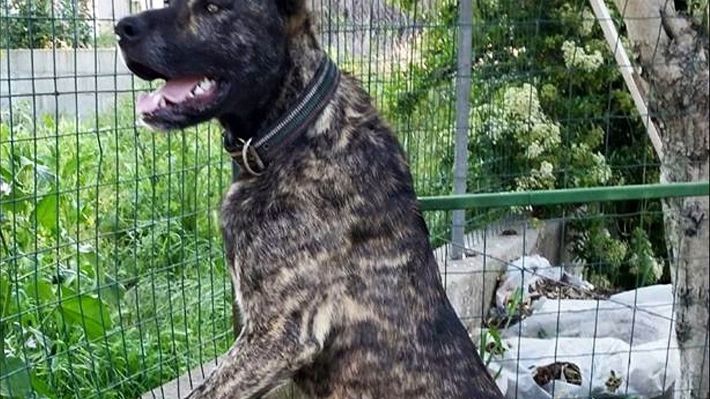 Dogo Sardesco standing outdoors