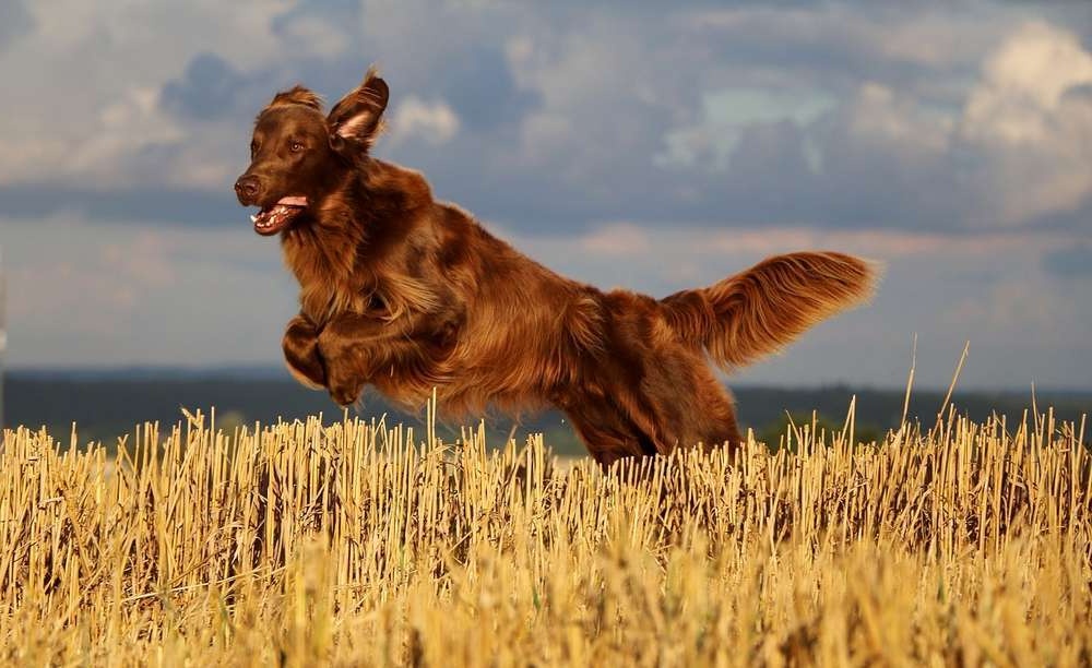 Flat Coated Retriever sitting calmly outdoors