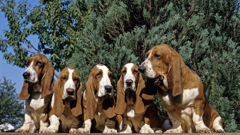 Basset Hound resting on grass