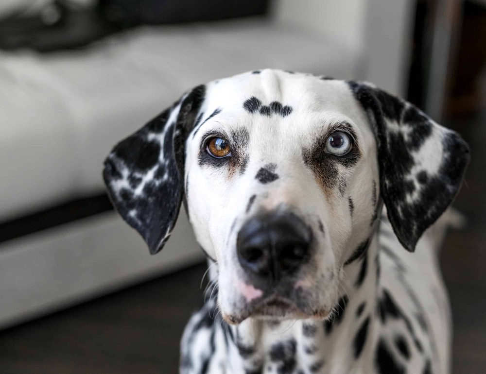 Dalmatian standing outdoors