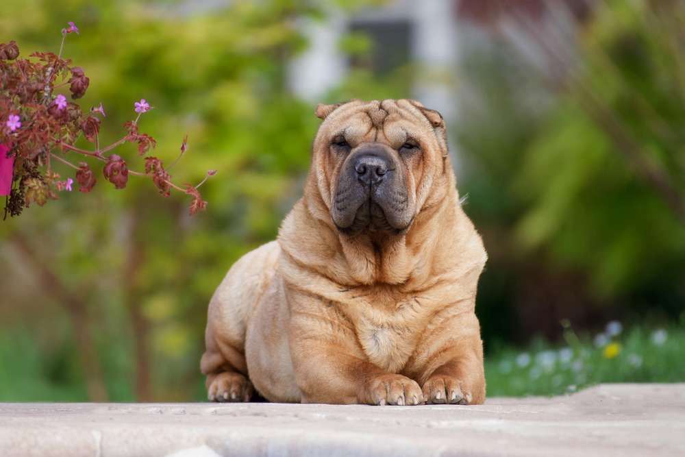 Chinese Shar-Pei standing outdoors