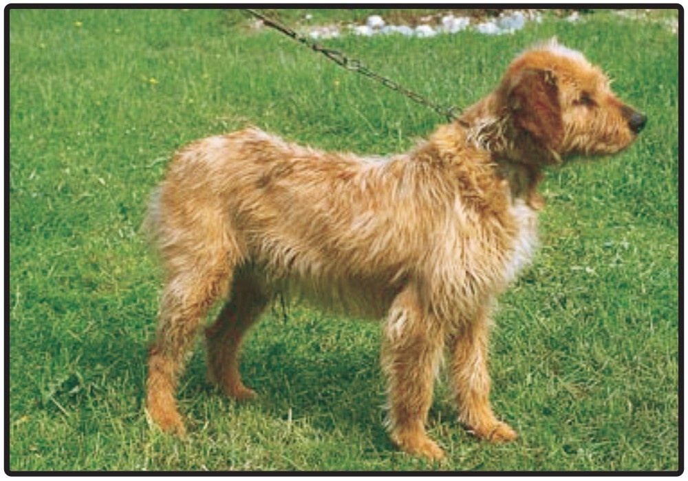 Barak Hound portrait with shaggy coat