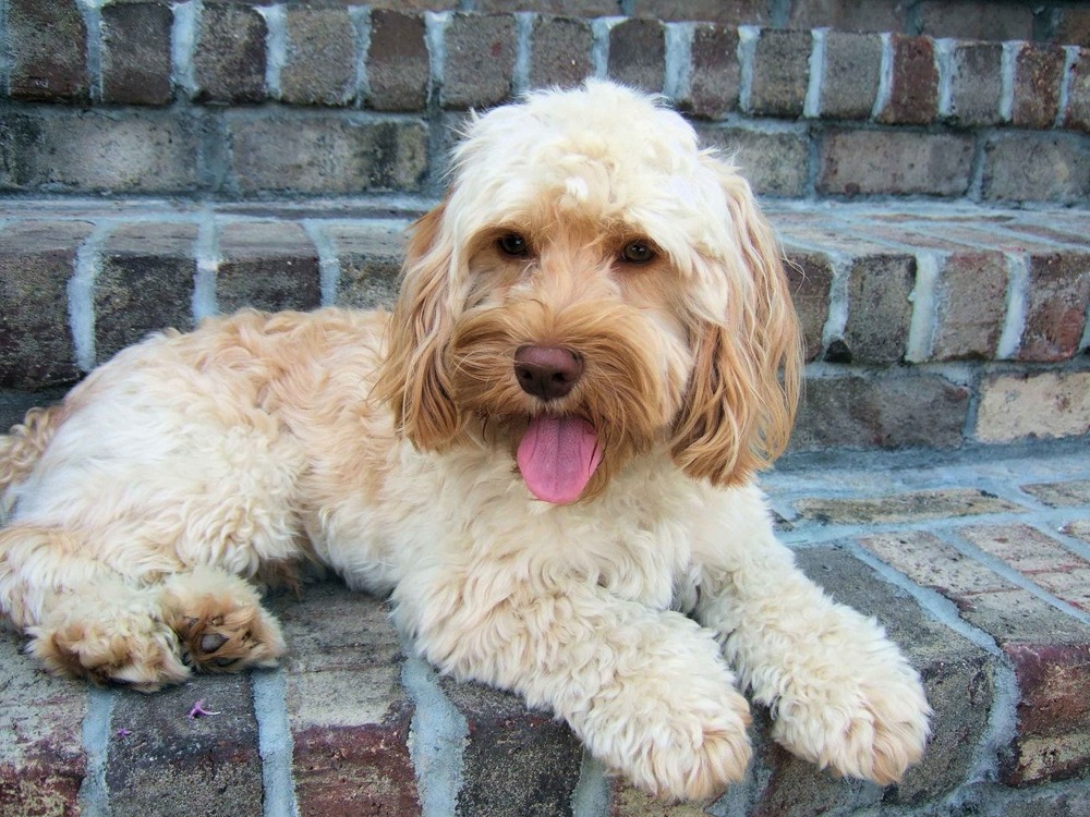 Cockapoo walking on lead