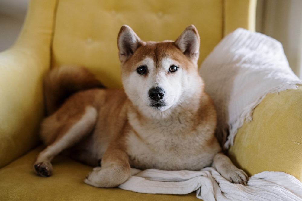 Shiba Inu standing outdoors