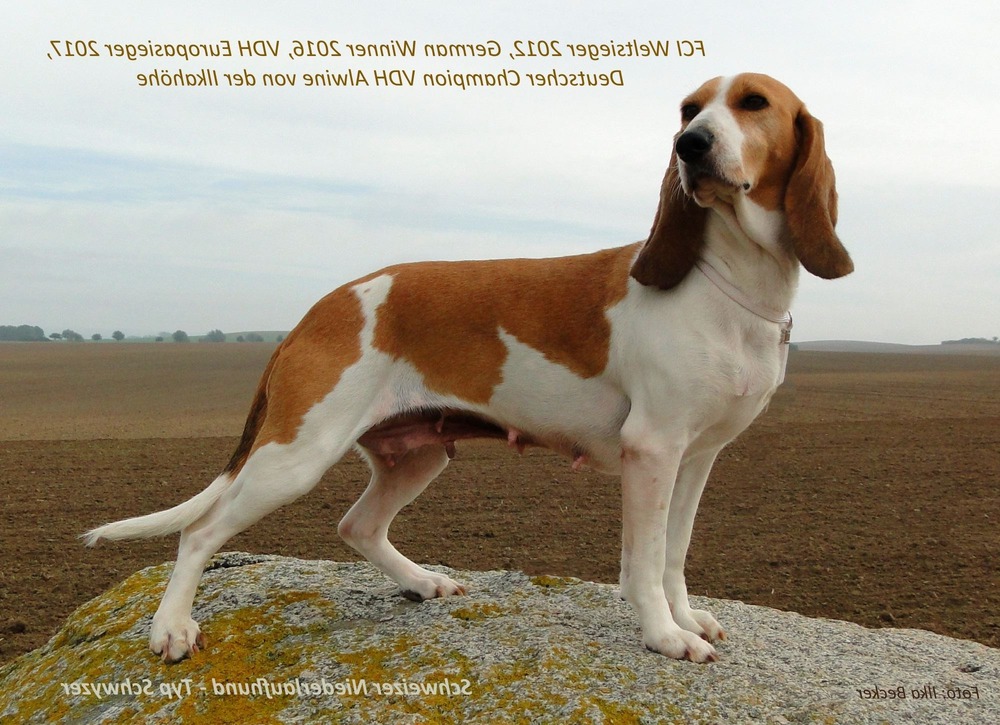 Swiss hound standing outdoors