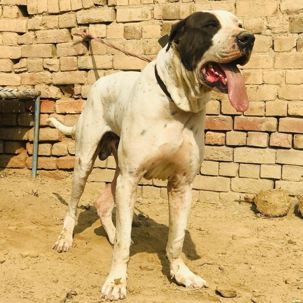 Large Bully Kutta standing outdoors