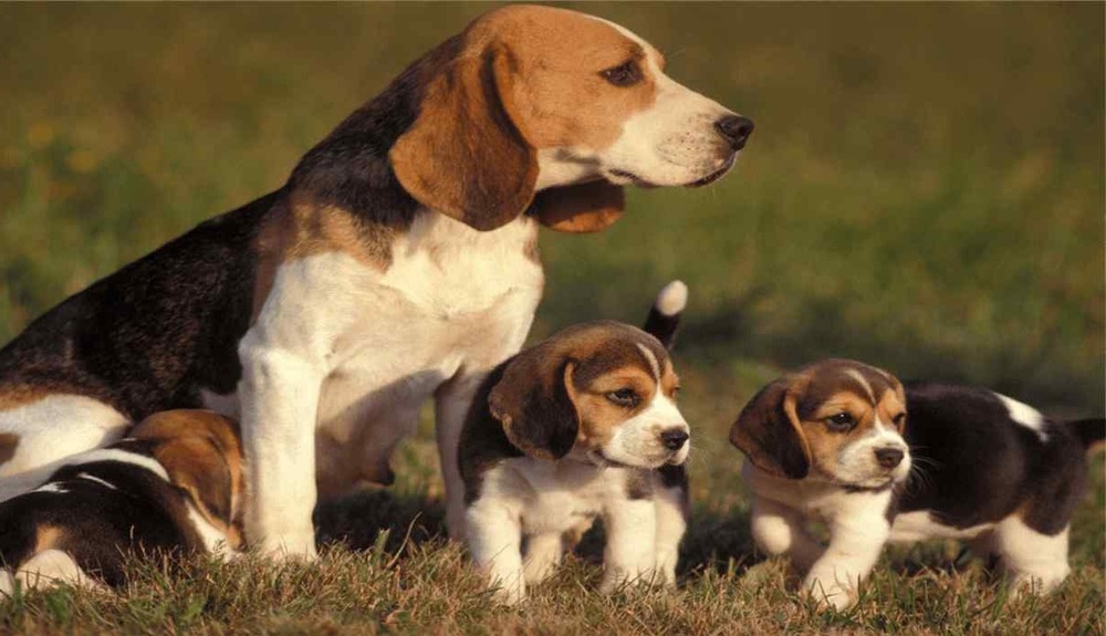 Beagle sniffing the ground during a walk