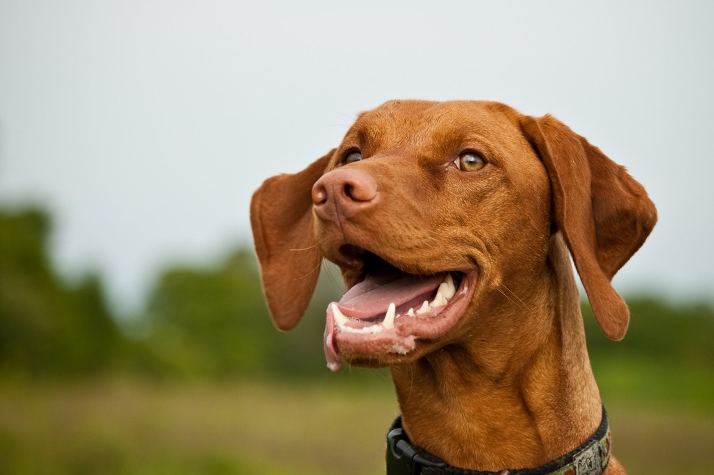 Vizsla standing alert outdoors