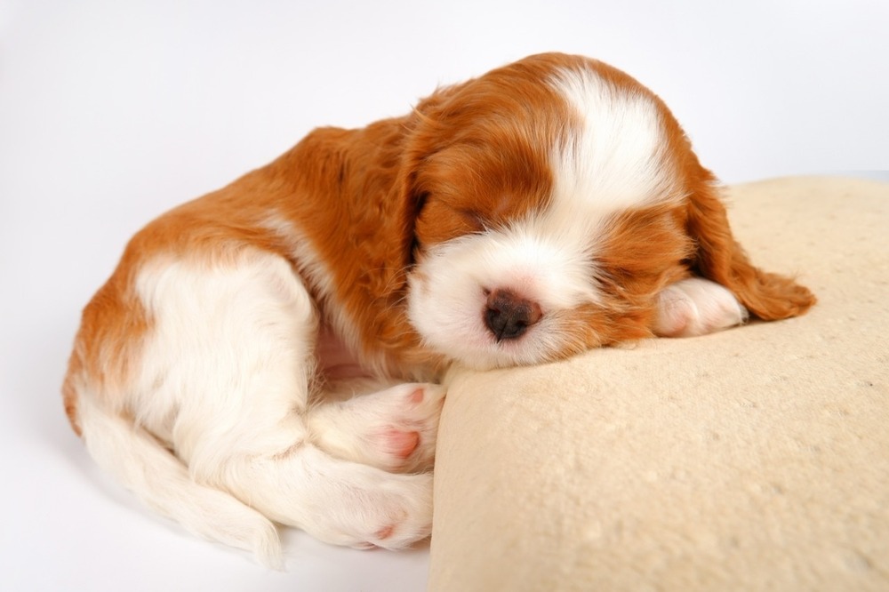 Spaniel walking alongside handler
