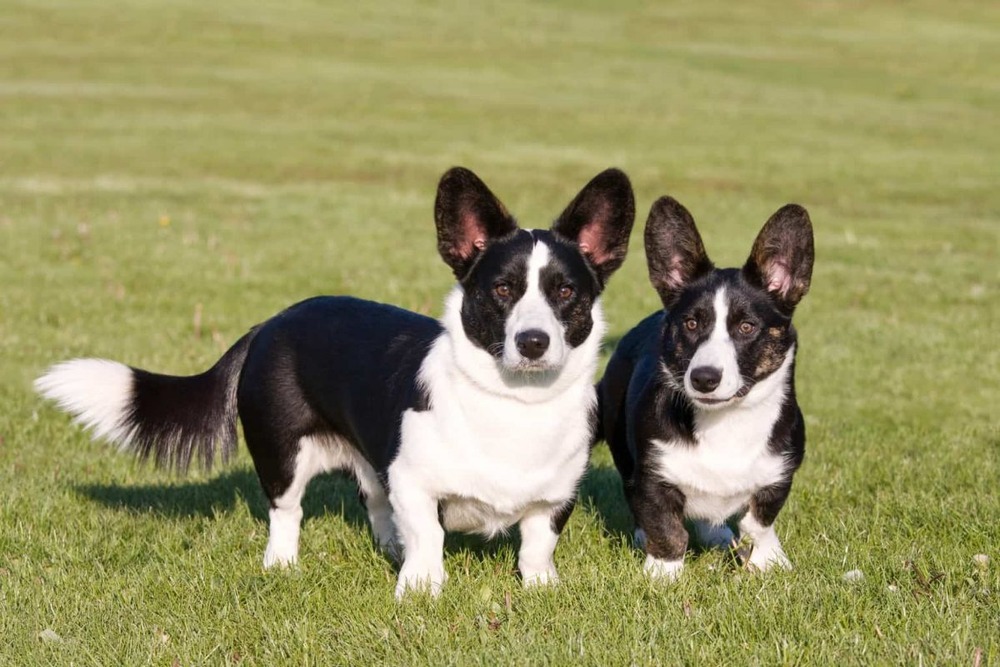 Cardigan Welsh Corgi close up portrait