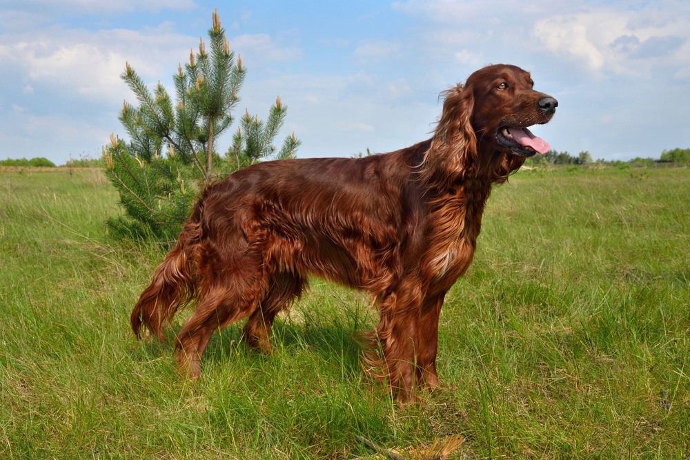Irish Setter standing in profile outdoors
