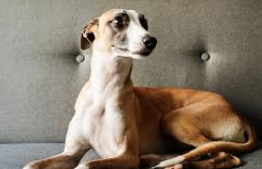 Kaikadi dog standing outdoors