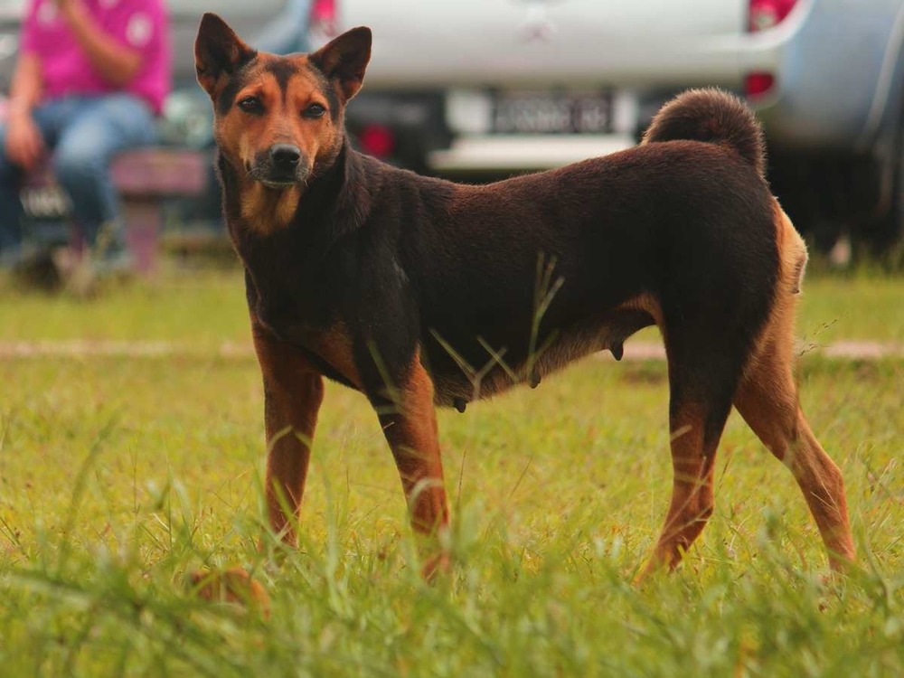 Telomian dog standing outdoors