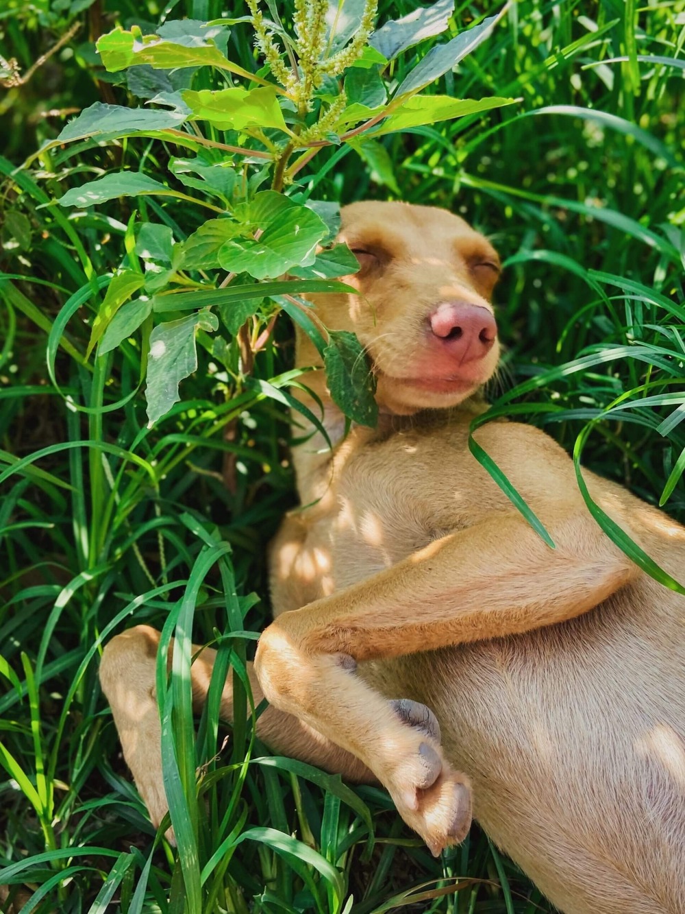 Cirneco dell’Etna standing side on