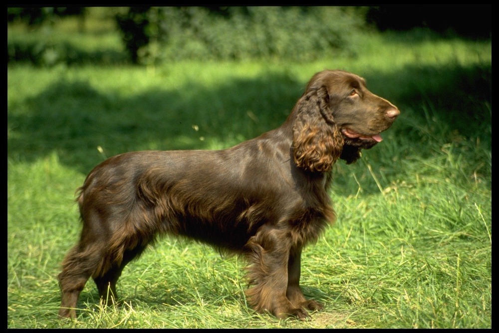 Field Spaniel standing outdoors