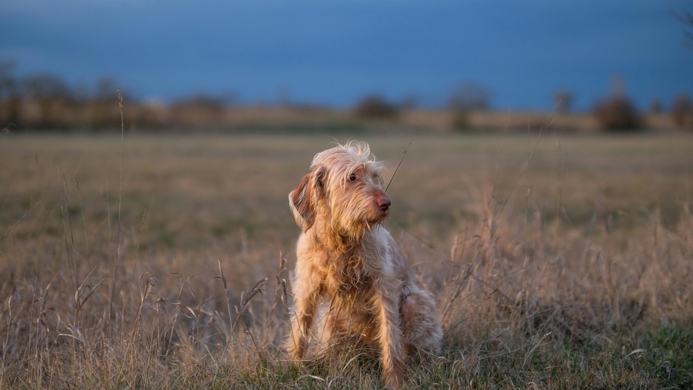Sardinian Shepherd Dog in a natural setting