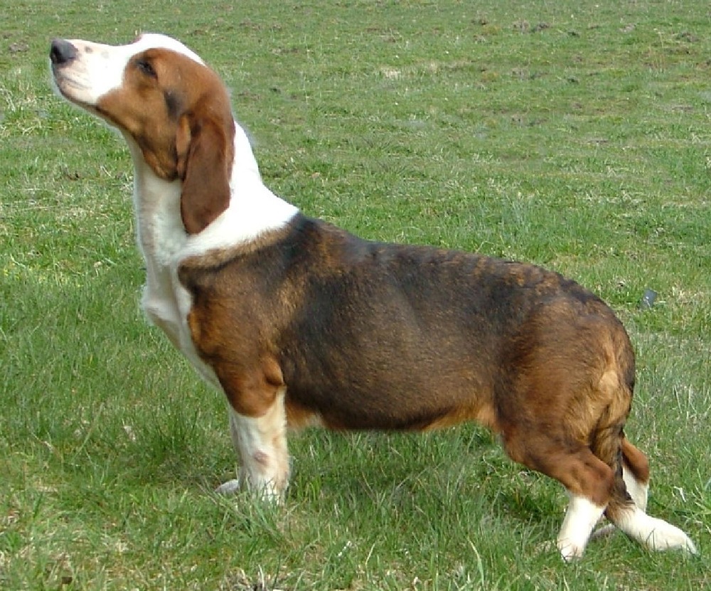 Side view of a Drever with short legs and long body