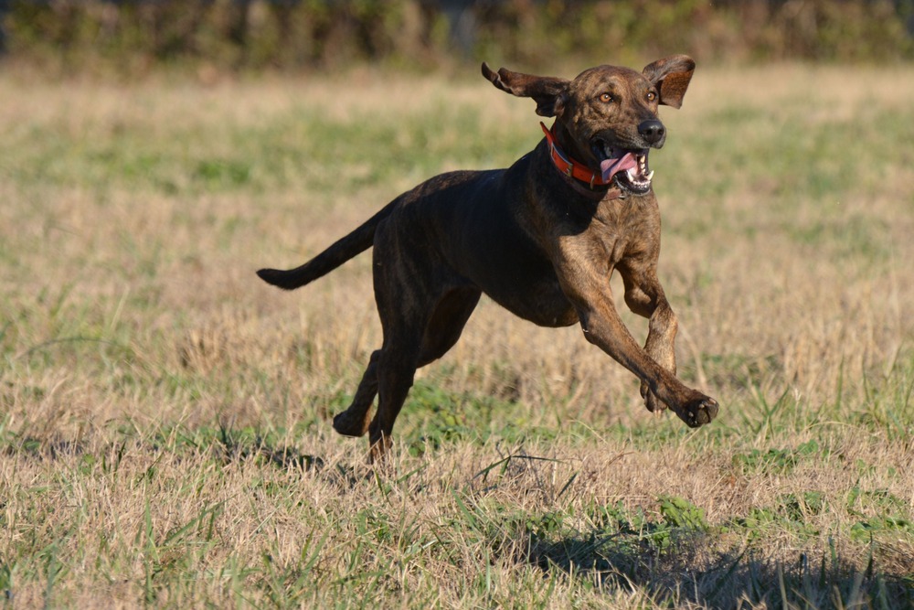 Plott Hound standing alert with brindle coat