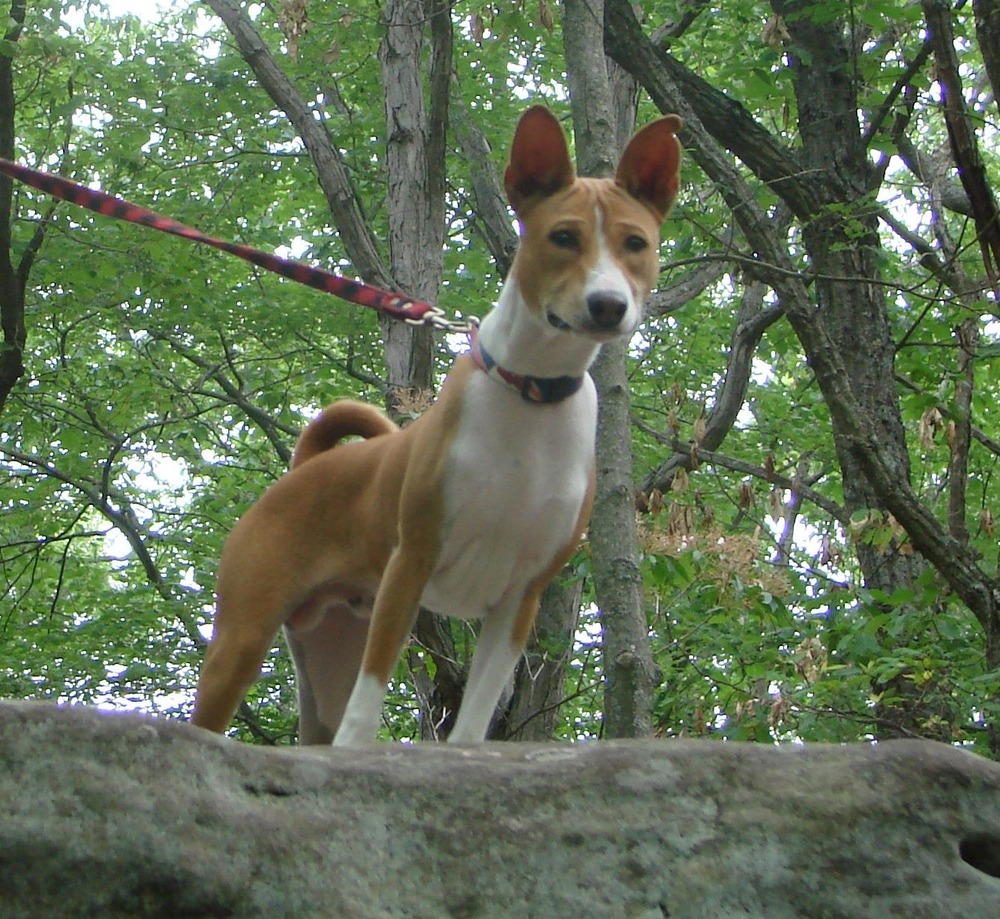 Jonangi dog standing alert outdoors