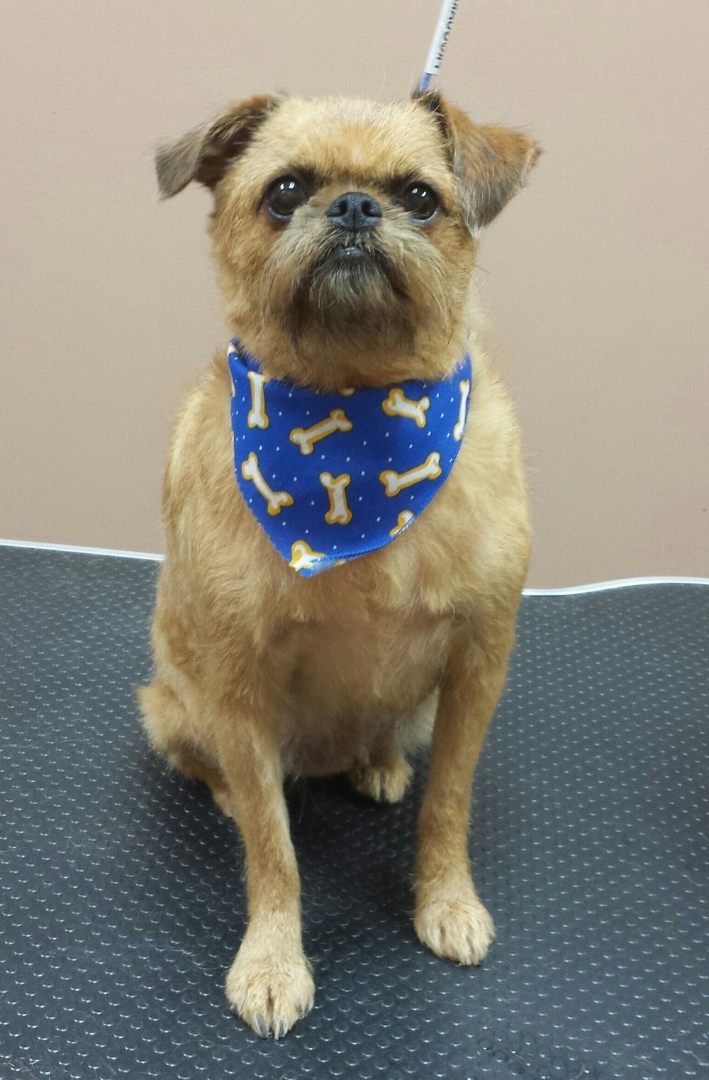 Brussels Griffon standing alert