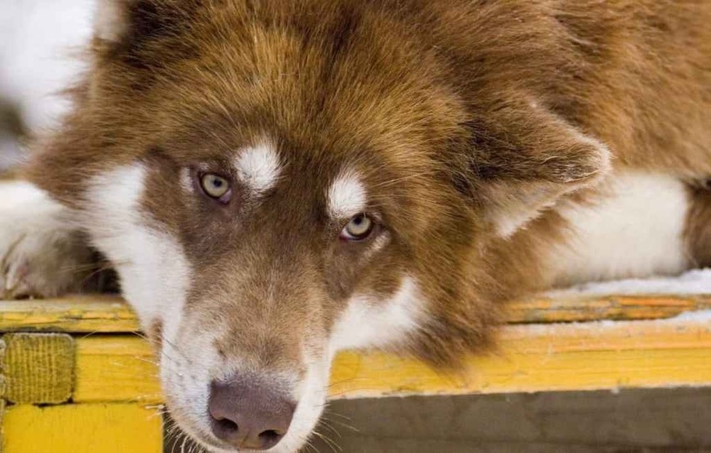 Canadian Eskimo Dog resting with alert expression