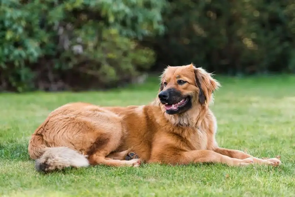 Hovawart moving through grass