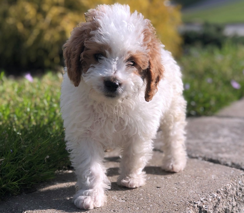 Goldendoodle with curly coat looking to the side