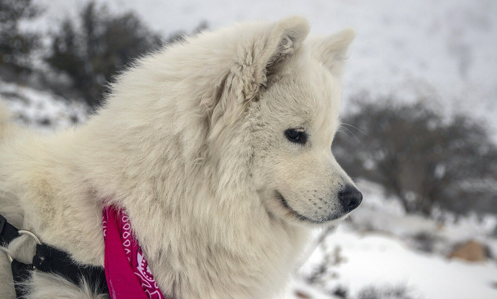 American Eskimo Dog standing outdoors