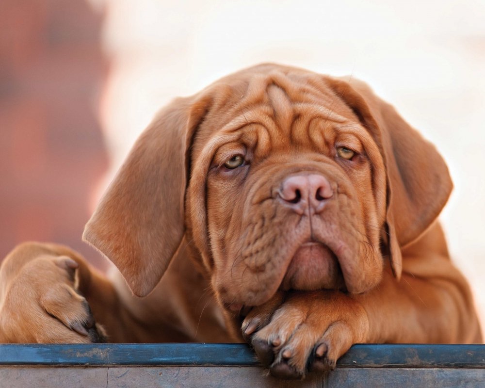 Close-up of Dogue de Bordeaux face showing wrinkles