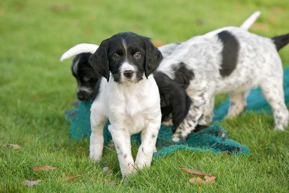 Bloodhound lying down indoors