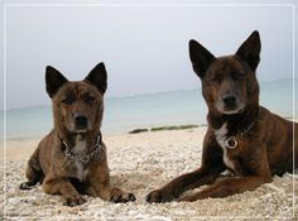 Ryukyu Inu standing outdoors