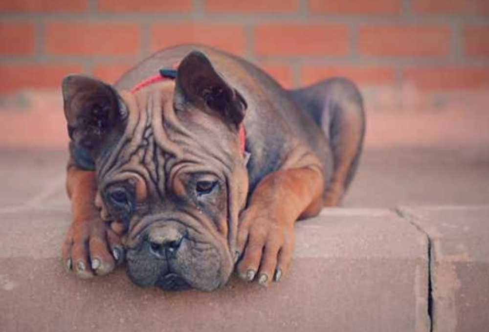 Chongqing Dog illustration