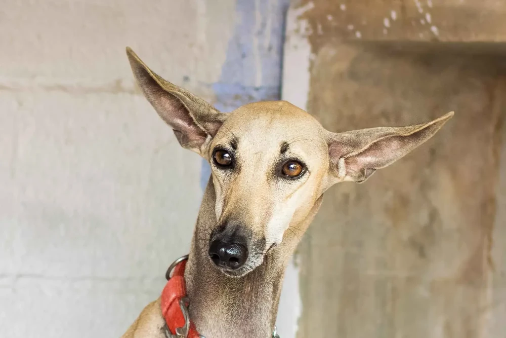 Sighthound running in open area