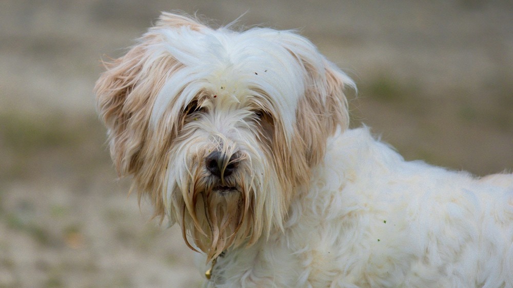 Tibetan Terrier standing outdoors