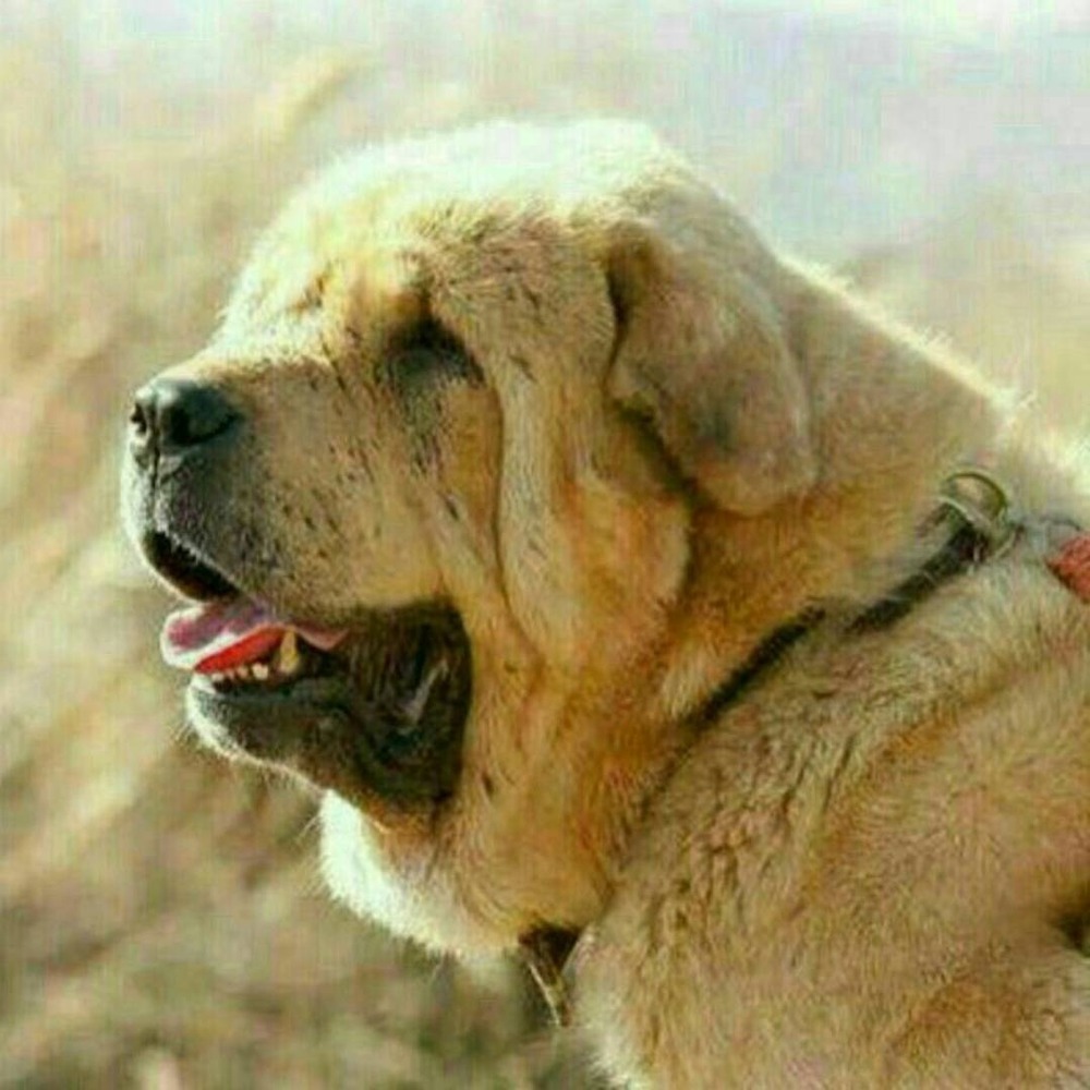 Mastiff-type dog in a grassy area