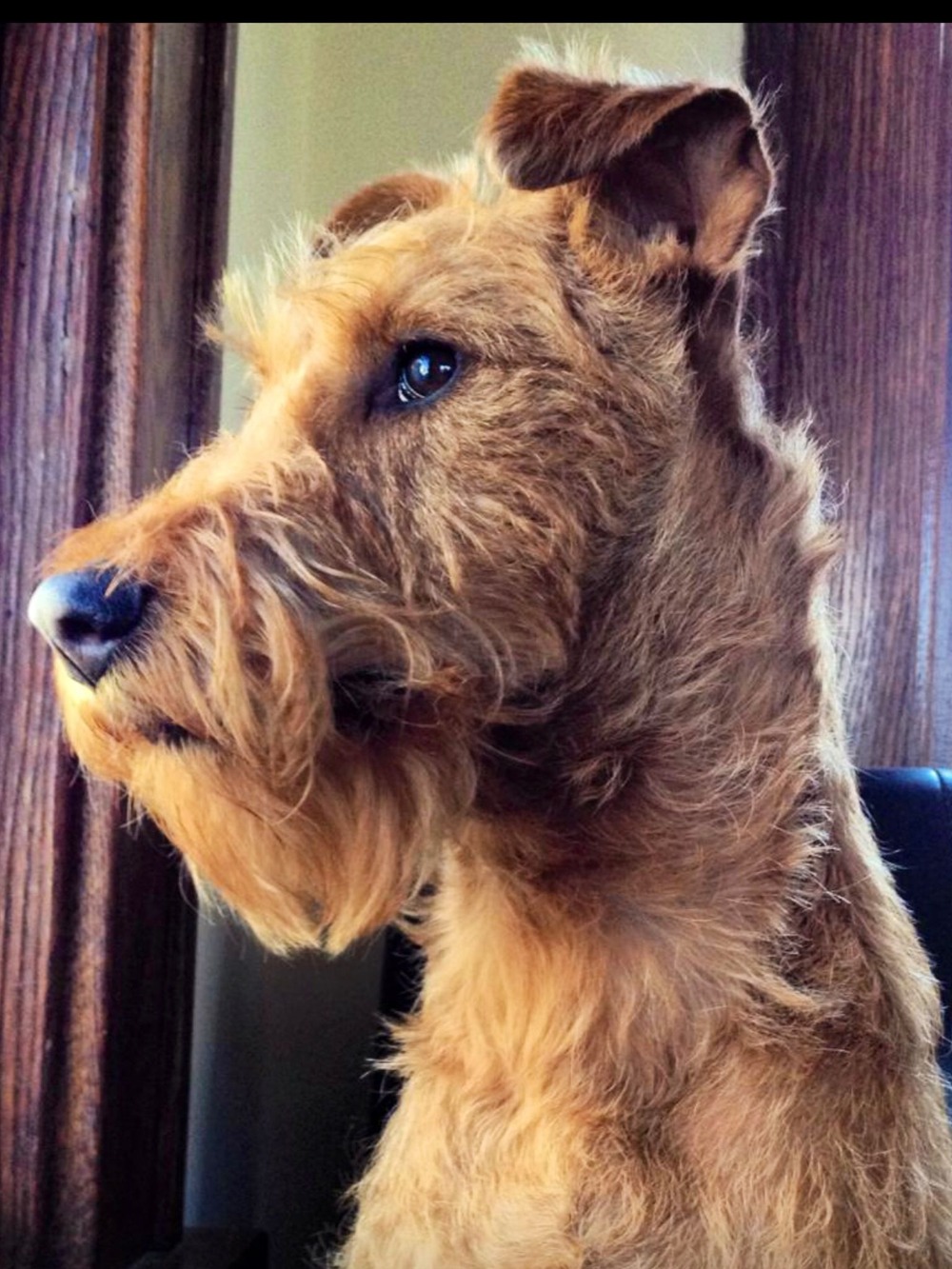 Irish Terrier being brushed