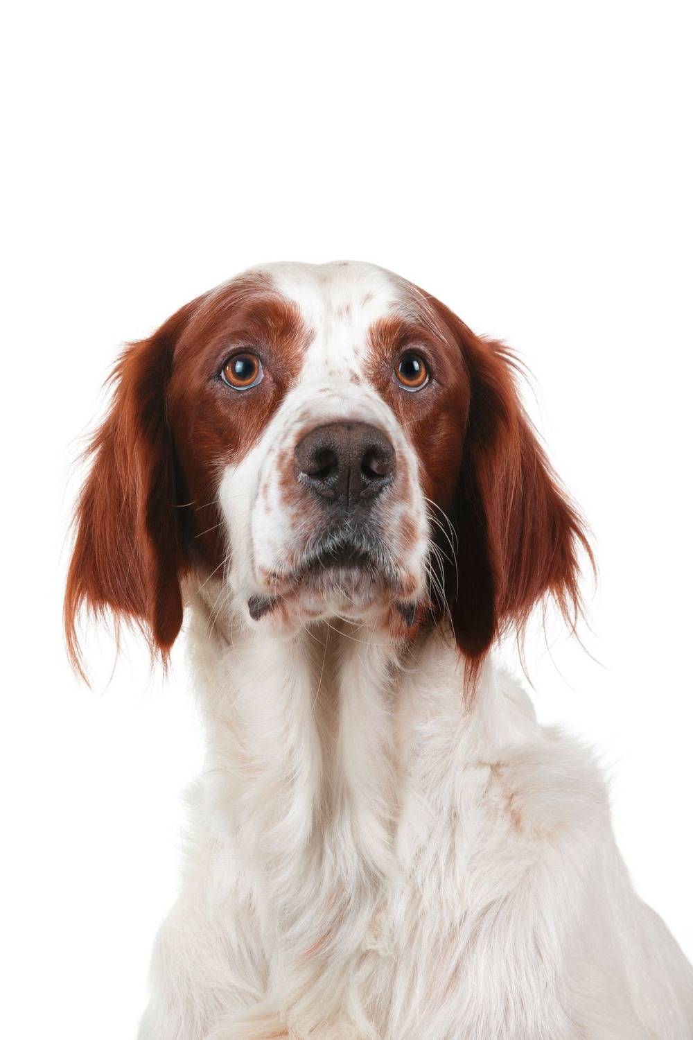 Irish Red and White Setter standing outdoors